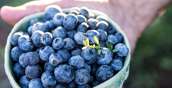 优异的蓝莓品质