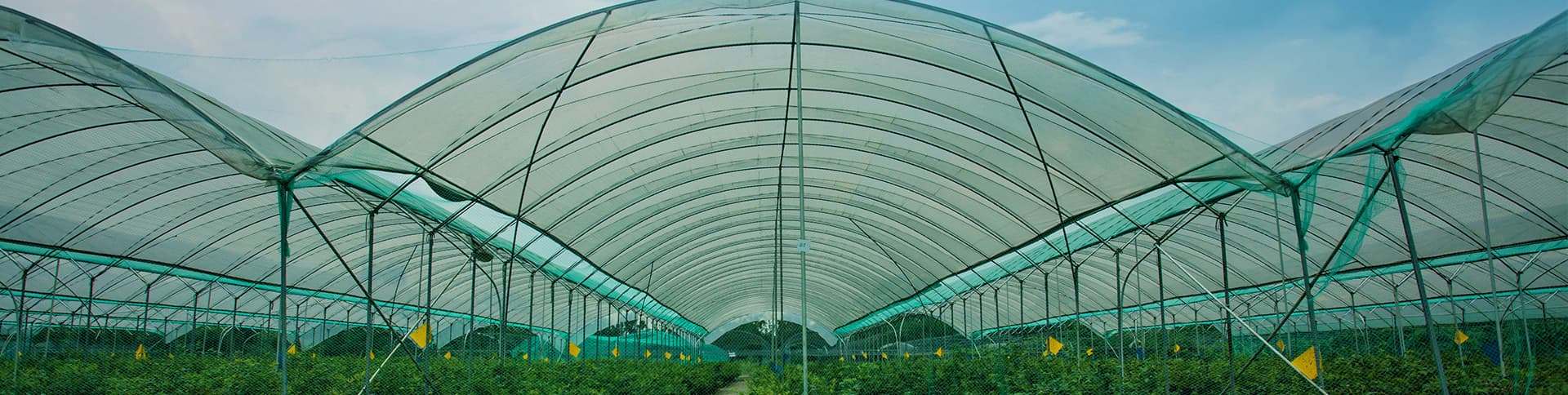 四川蓝莓种植技术