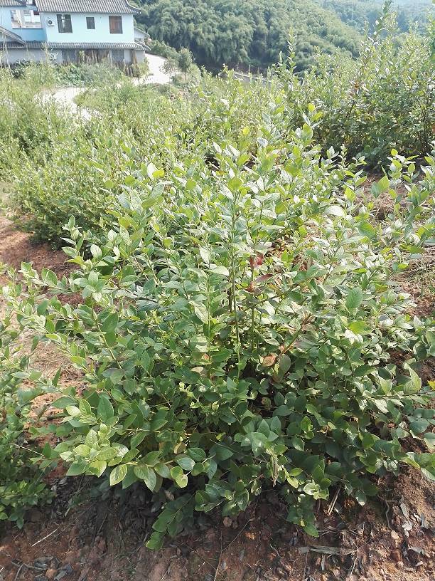 泸州纳溪蓝莓种苗基地