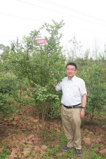 重庆大足蓝莓种苗基地