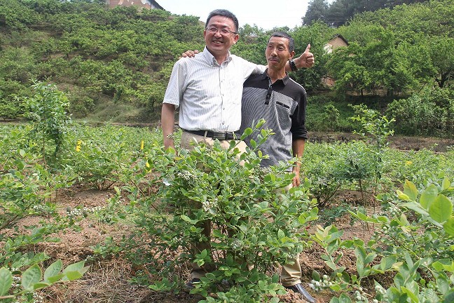 重庆璧山蓝莓种植基地