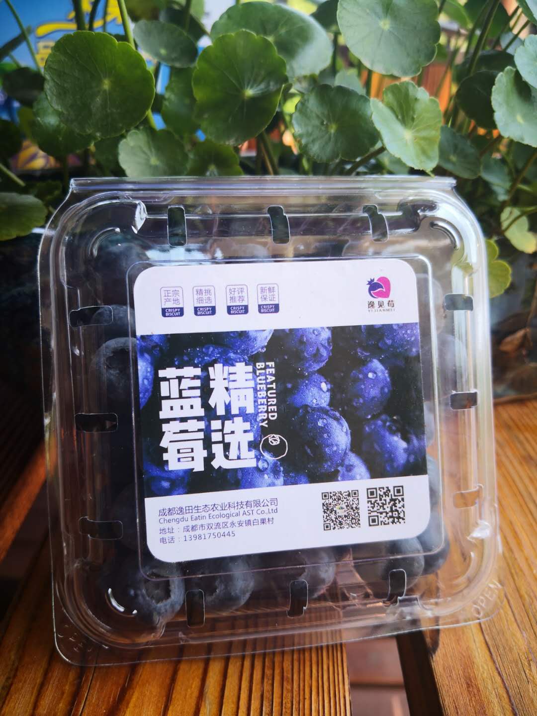 陕西蓝莓