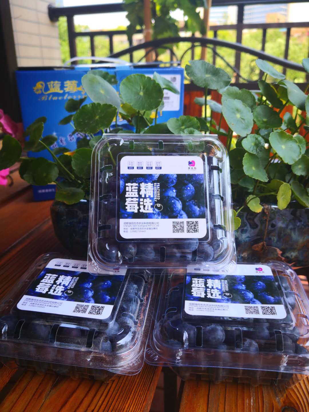 贵州蓝莓观光采摘