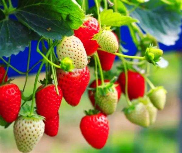贵州草莓观光采摘