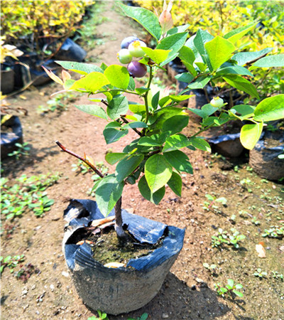 四川蓝莓种苗基地