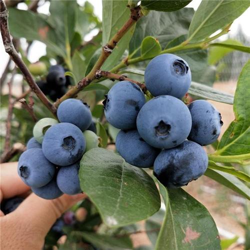 四川蓝莓种苗
