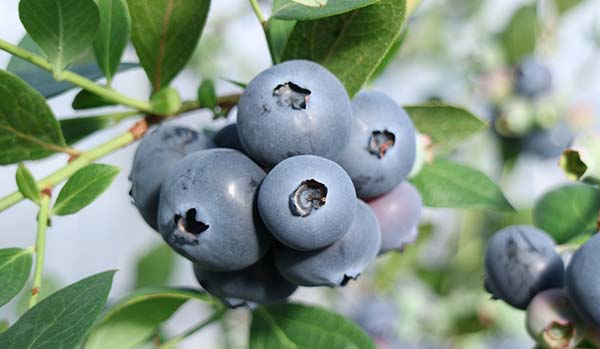蓝莓种类知识分享：南高丛、北高丛、矮丛与半高丛的区别